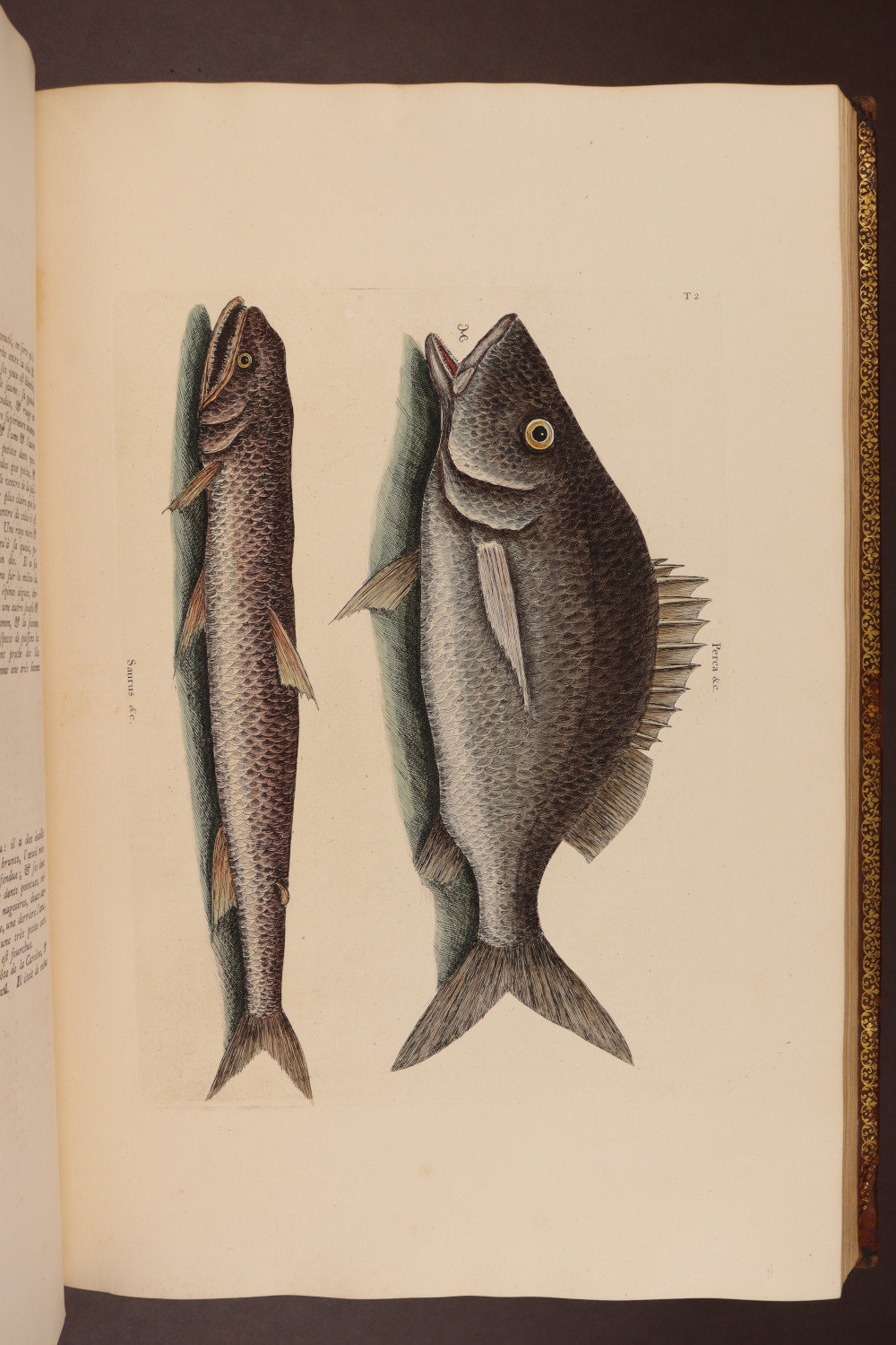 Plate 2